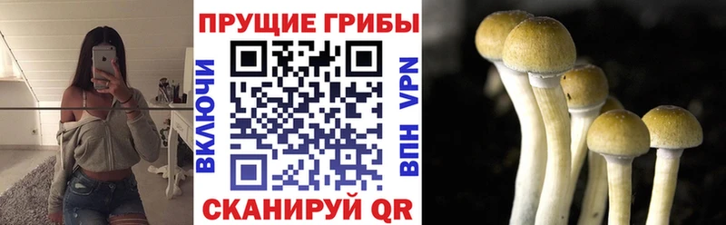 Галлюциногенные грибы Psilocybine cubensis  Купить закладки  Зеленогорск 